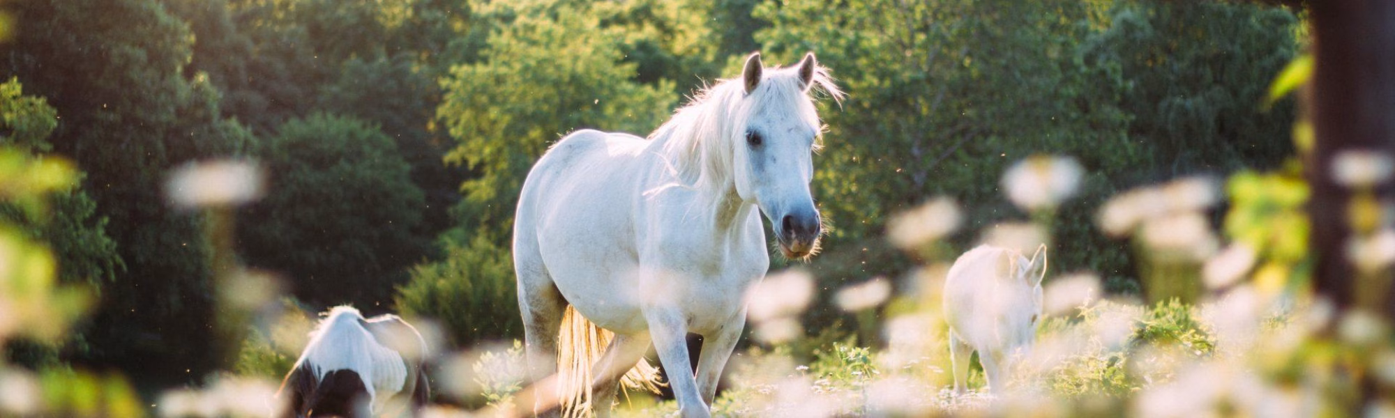 White horse in focus with more horses behind