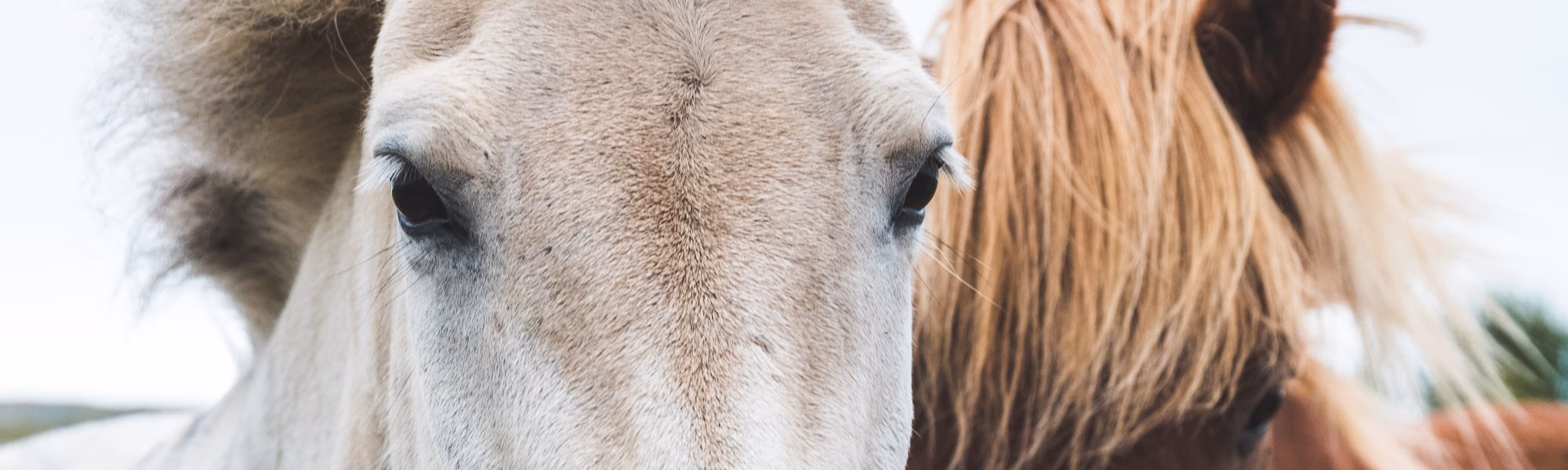 White and brown horses