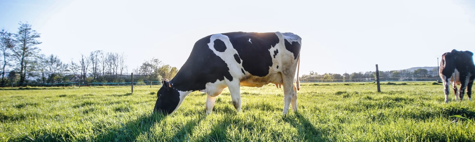 Cow eating grass
