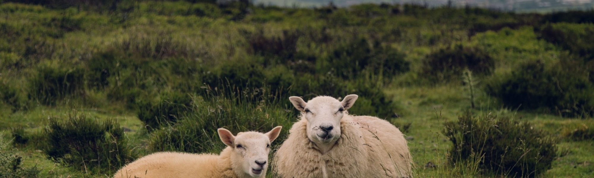 Two sheep in foggy field