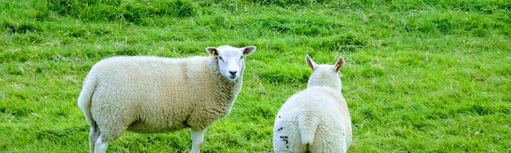 Two sheep in green field