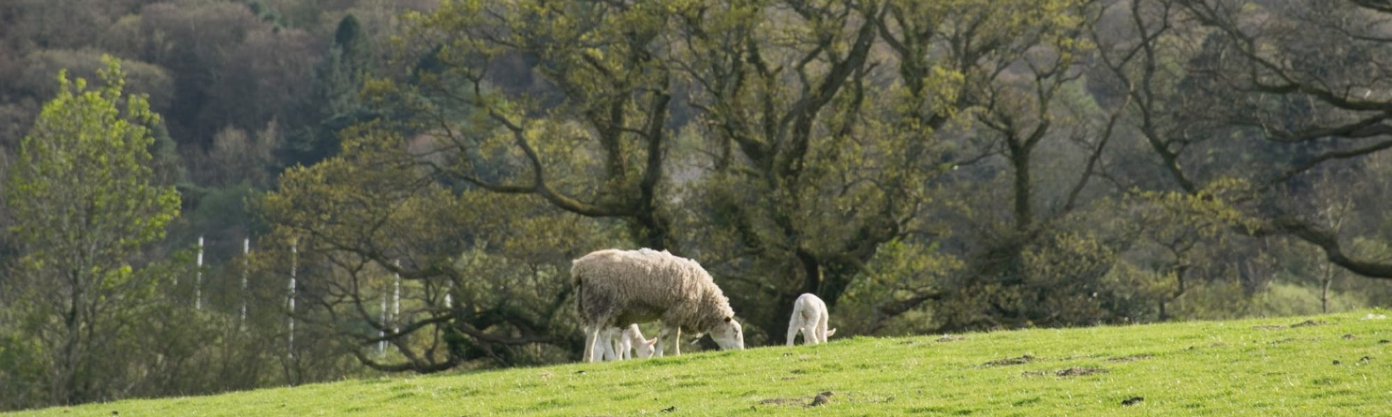 Sheep and lambs eating grass
