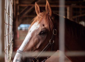 Brown horse looking through fence
