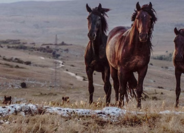 Brown horses