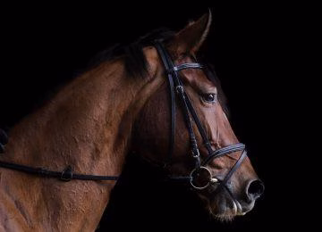 Brown horse on black background
