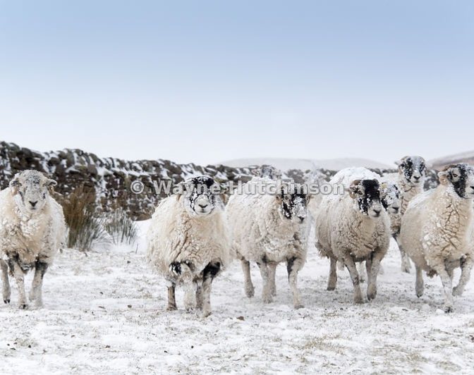 5 Sheep standing in snowy field